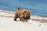 SHAR-PEI 158